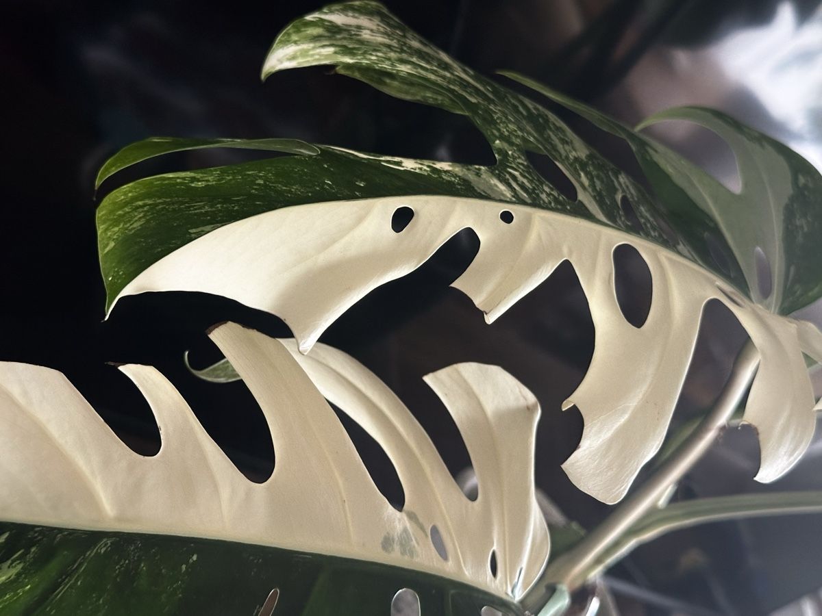 Monstera deliciosa Variegata albo "Half Moon" ( 5 leaves) (Gebraucht) in  Rti ZH fr CHF 100  nur Abholung auf Ricardo kaufen