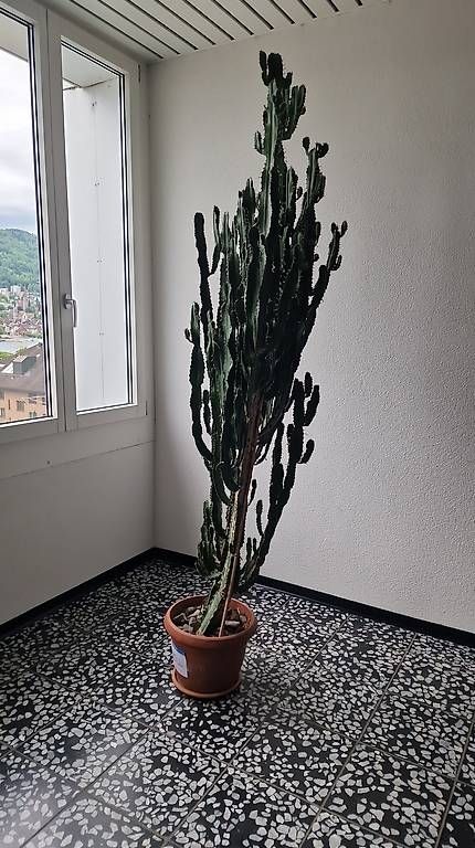 Pflanzen & Samen: Kaktus – Gebraucht aus Zug von Jrene..2409