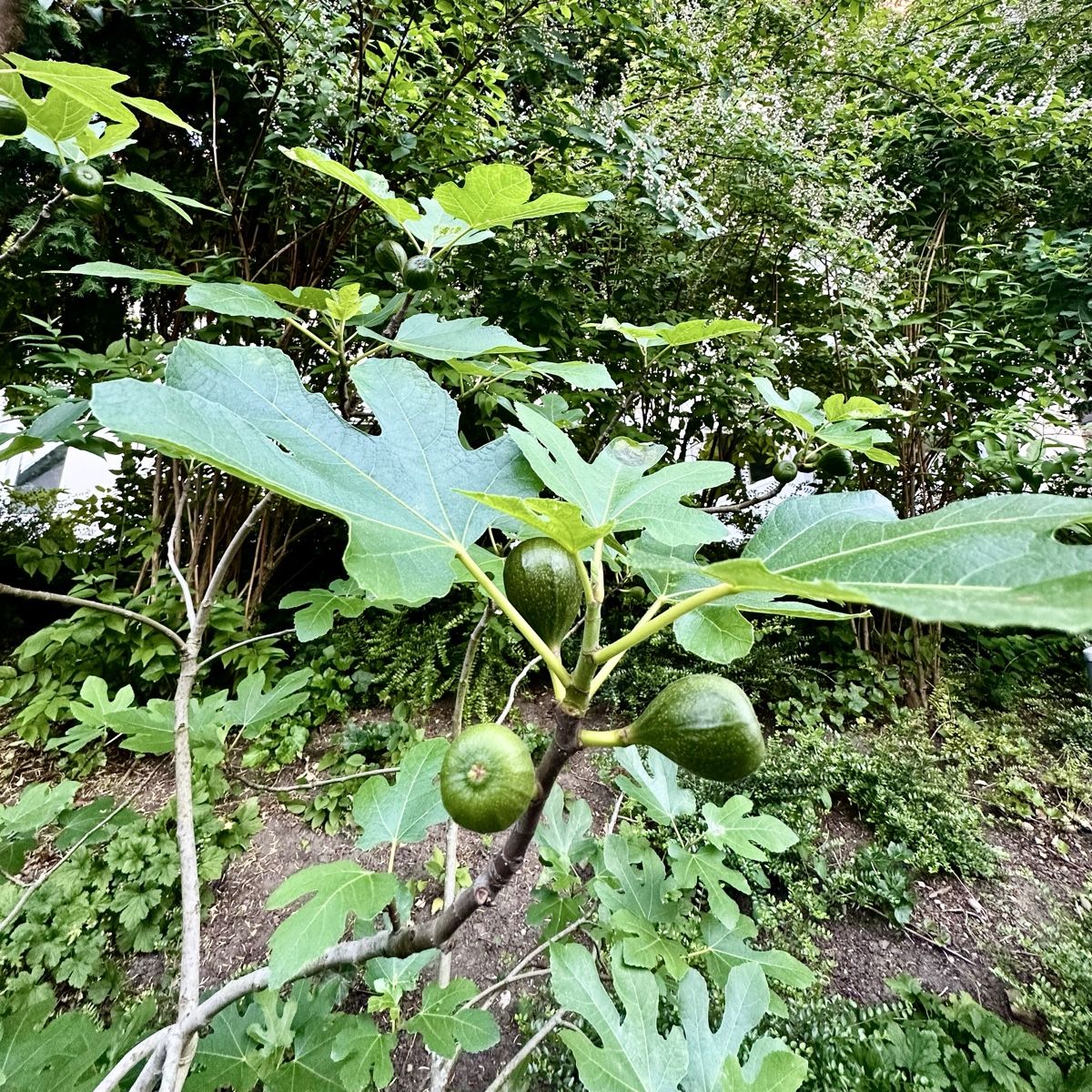 Piante & sementi: Grosser Bio-Feigenbaum im Topf – Usato da Rüti ZH venduto da Amy_M 1