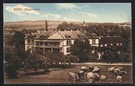 Bern, Zieglerspital, davor grasende Scha