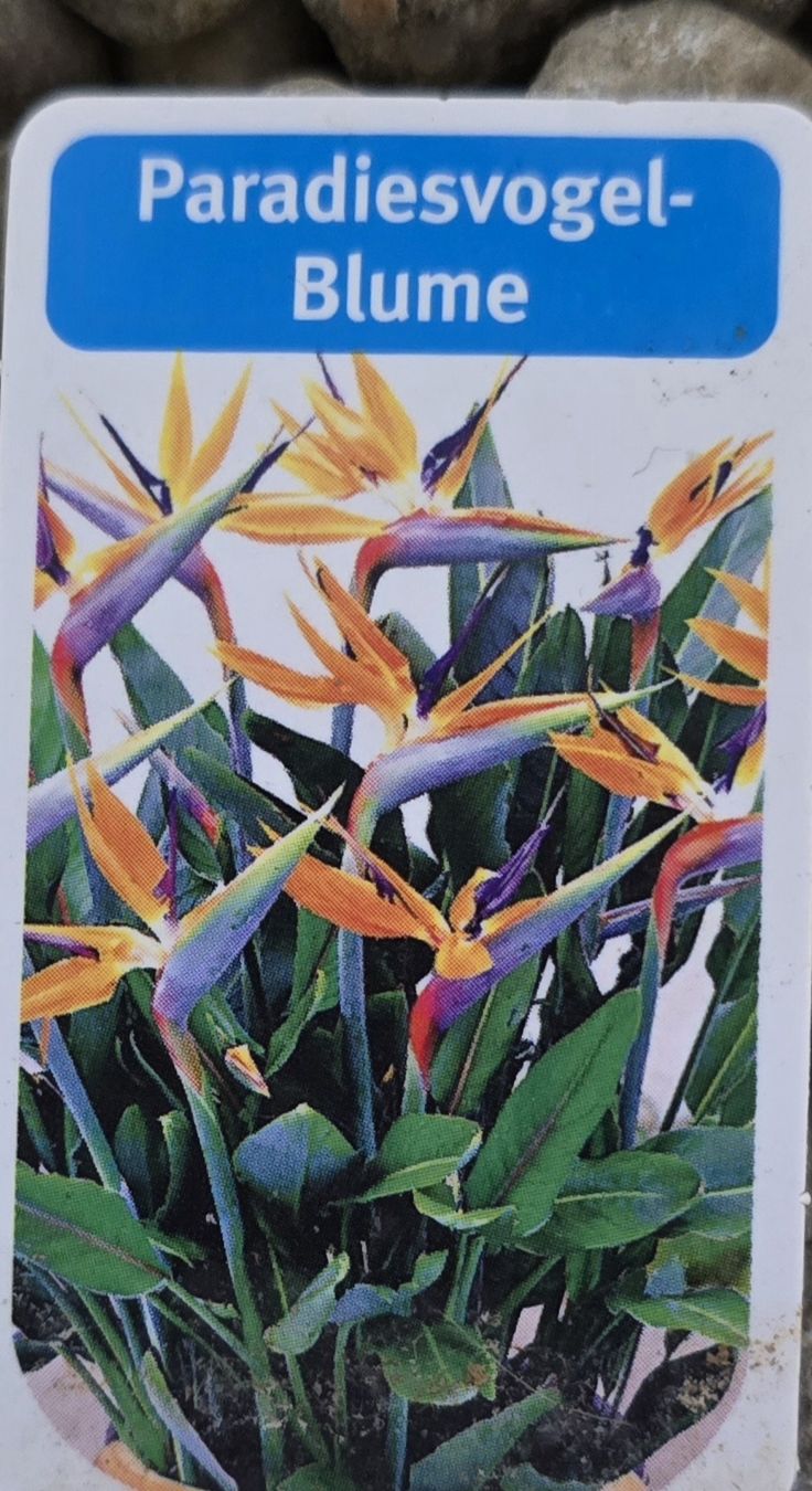 Piante & sementi: Paradiesvogelblume /Streliziie – Usato da Escholzmatt venduto da Koenigskind2023 2