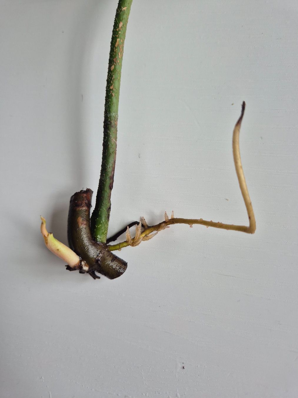 Piante & sementi: Philodendron Florida Ghost Steckling – Usato da Urtenen-Schönbühl venduto da Pflanzenherberge 1