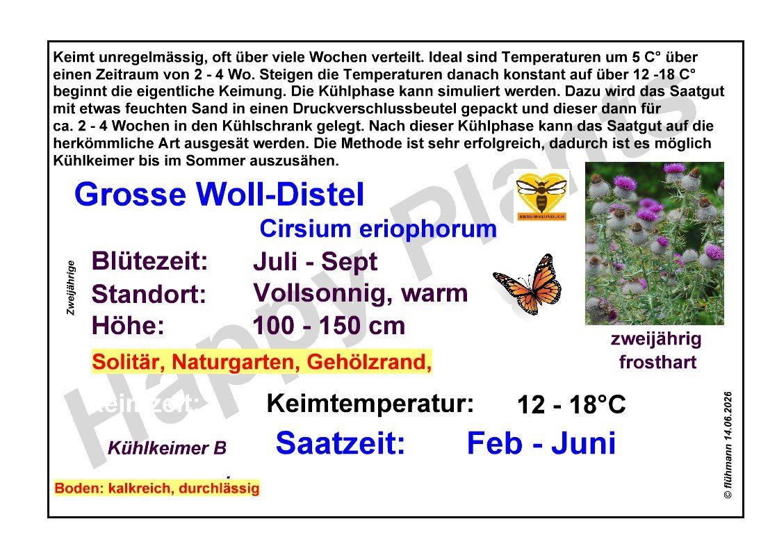 Pflanzen & Samen: Grosse Woll-Distel - Cirsium eriophorum - 25 Samen – Neu und originalverpackt aus Sumiswald von Cham14558 5