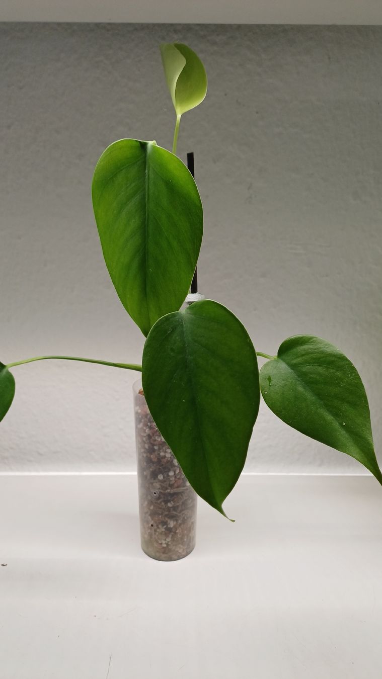 Piante & sementi: Monstera, Alocasia and Scindapsus – Usato da Bern venduto da uwi_8t7x 1