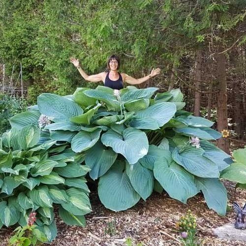 Plantes & graines: HOSTA T-REX XXL  (Hosta géant) – Neuf (Voir description) à Bremblens par FIBONACCI369 1