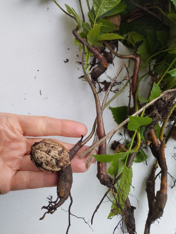 Nussbaum Setzlinge Kaufen auf Ricardo