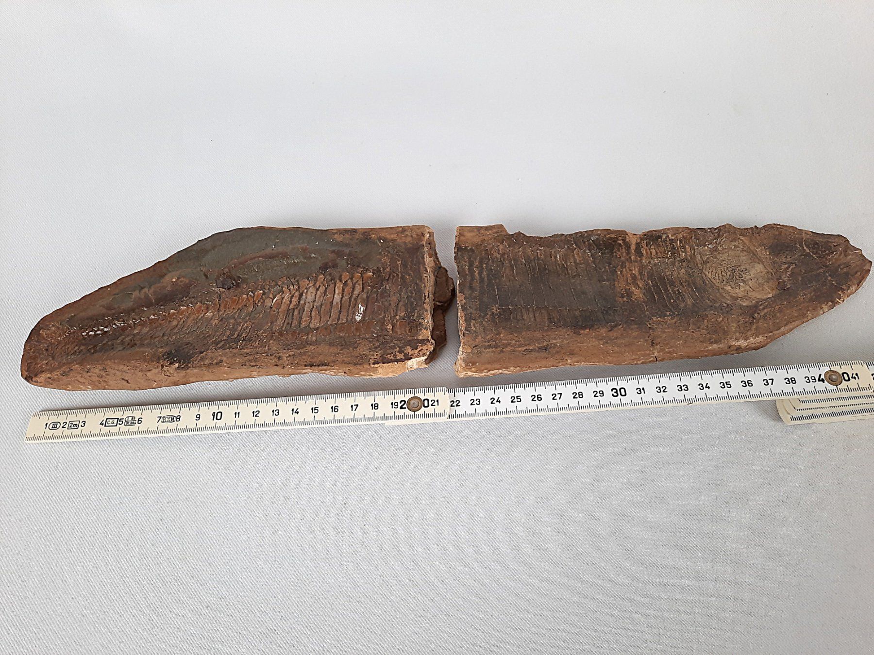 Fossili: Fossiler Fisch in 2 teilen – Usato da Beinwil am See venduto da Restwert_Beinwil 9