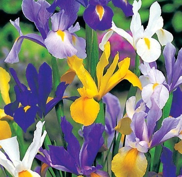 10 zwiebeln Holländische Iris Mischung IRIS HOLLANDICA 🌺 1 Kaufen auf