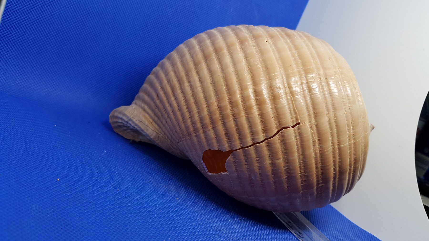 Fossili: Riese Muscheln – Usato da Zürich venduto da Hamaster 8