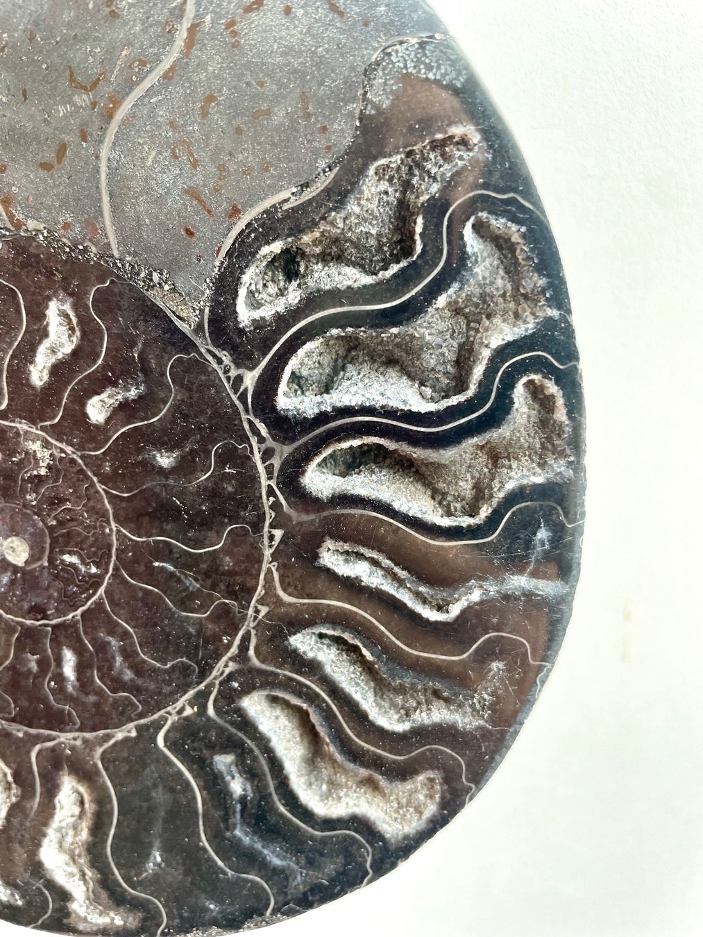 Fossilien: AMMONIT 🌹Madagaskar.17x14 cm – Neu und originalverpackt aus Adliswil von Moroz173 3