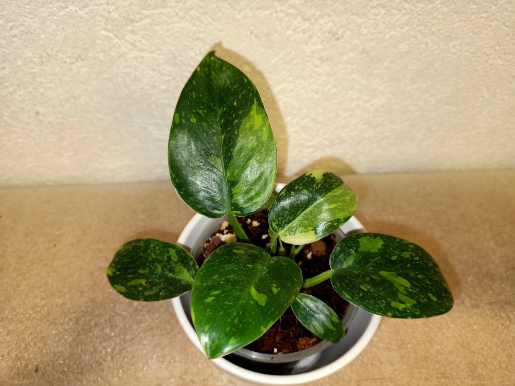 Plantes & graines: Philodendron Green Gongo Variegated – Neuf (Voir description) à schöftland par UniquePlants