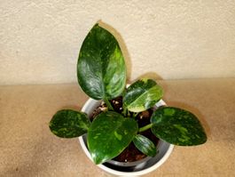 Philodendron Green Gongo Variegated