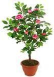 Decoflower Camelia im Topf