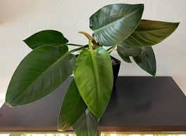 Philodendron Green Princess, 90cm, Selbstbewässerer