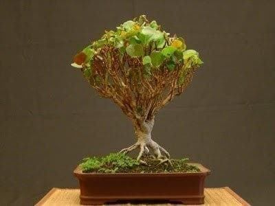 Piante & sementi: Raisinnier de Mer RARE 5g – Nuovo (secondo la descrizione) da Bremblens venduto da FIBONACCI369 3