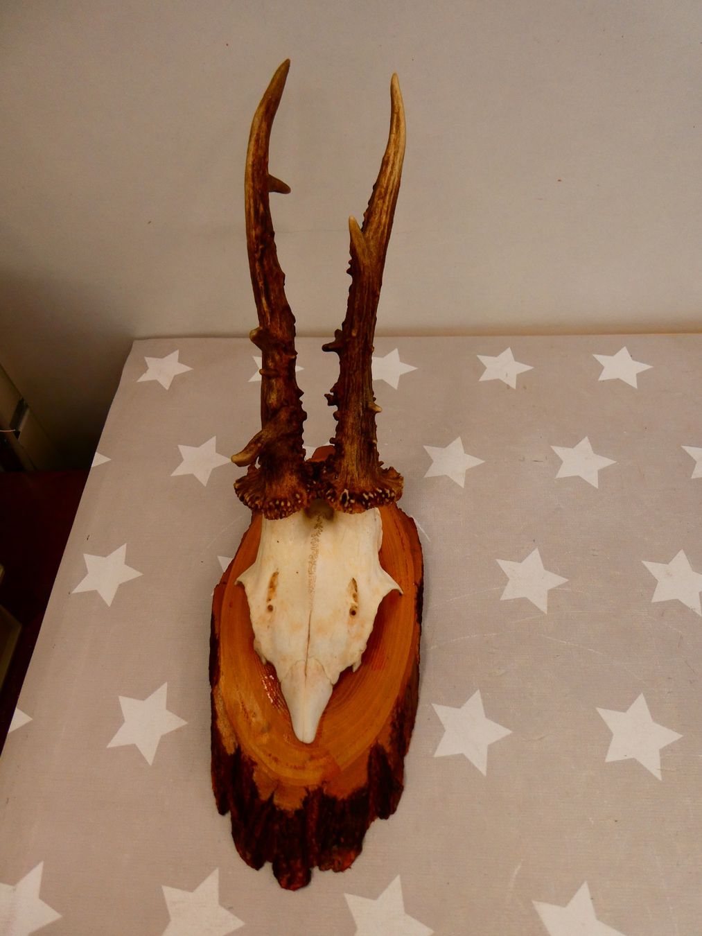 Il mondo degli animali: Geweih Reh? Hirsch? Nr. 2 – Usato da Rafz venduto da Powacaddy 1