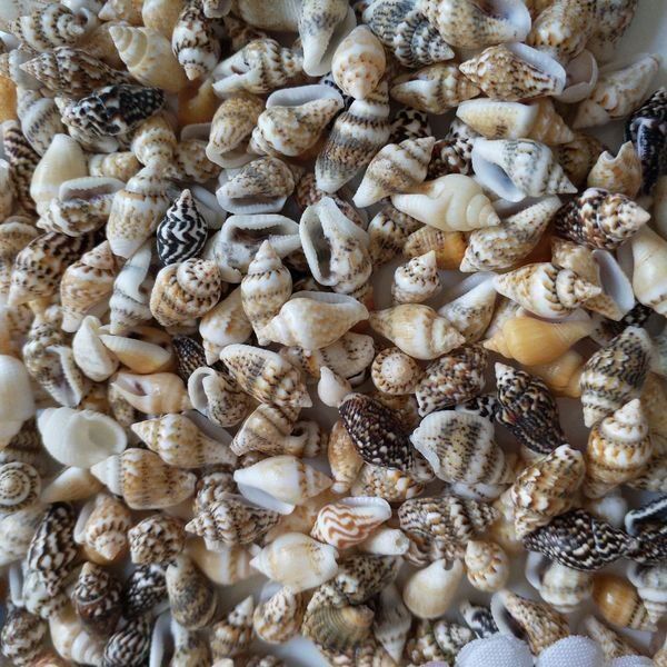 Alle Dekorationen: 100 MUSCHELN ZUR DEKORATION – Neu und originalverpackt aus Kriens von swissgadget 2
