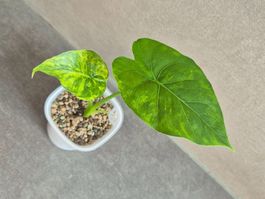 🌿Alocasia Gageana aurea #2🌿