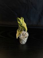 Alocasia Nobilis Aurea var.