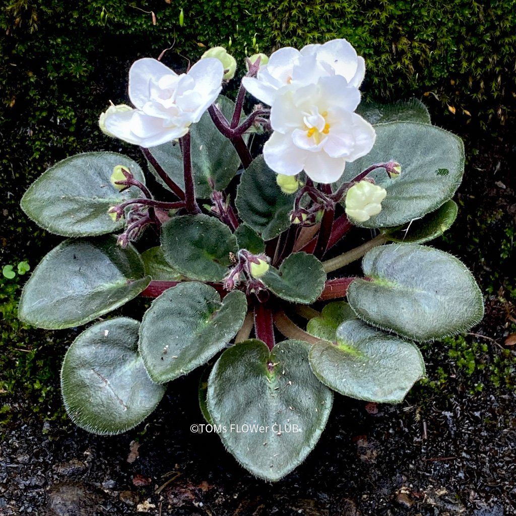 Piante & sementi: Saintpaulia Ionantha / African Violet – Nuovo e nell'imballaggio originale da Adliswil venduto da astom369 2