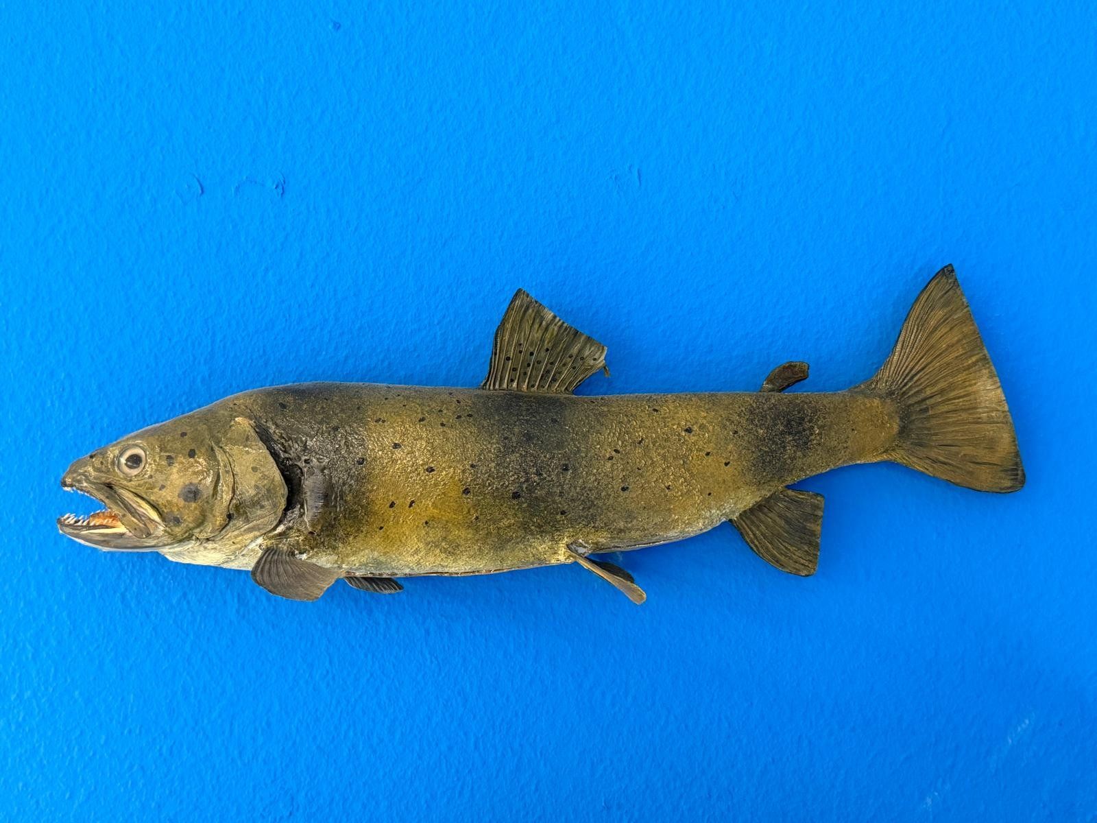 Il mondo degli animali: Trophäe Doubs Forelle – Usato da Allschwil venduto da Flupis 2