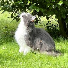 Profile image of Reneisa079
