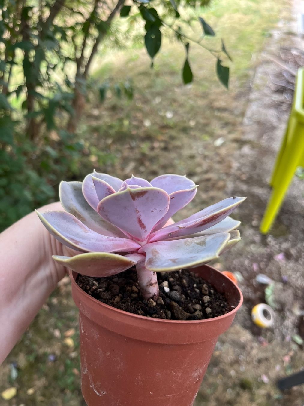 Pflanzen & Samen: Magnifique echeveria colorée – Gebraucht aus Porrentruy von Madamebovary 1
