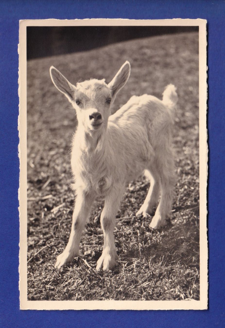 Cartes postales: CHEVRE – D'occasion à Pully par nicecards-shop