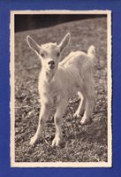 CHEVRE