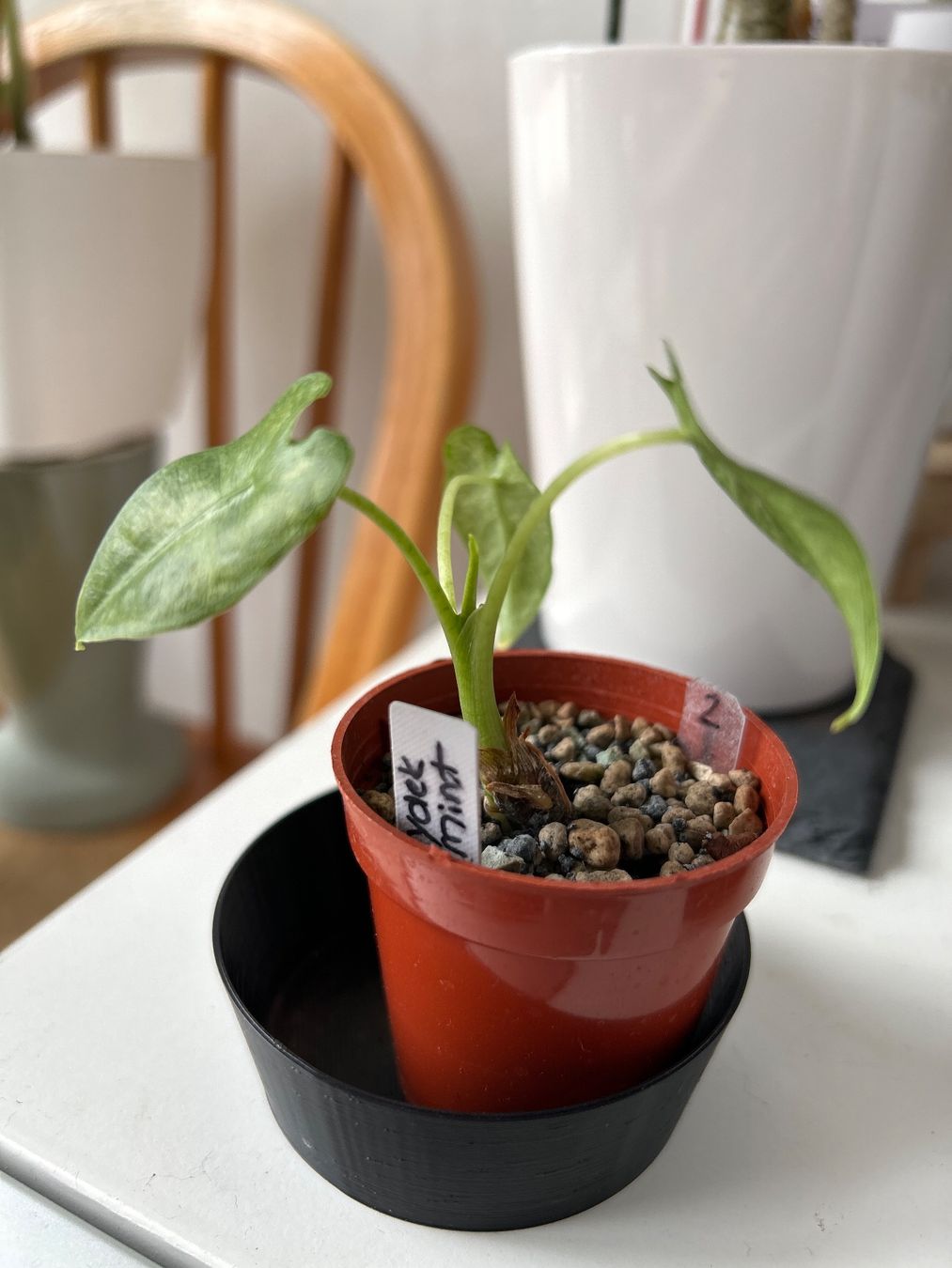 Piante & sementi: Alocasia Frydek Mint – Nuovo (secondo la descrizione) da Scherzingen venduto da Elefantenohr.ch 1