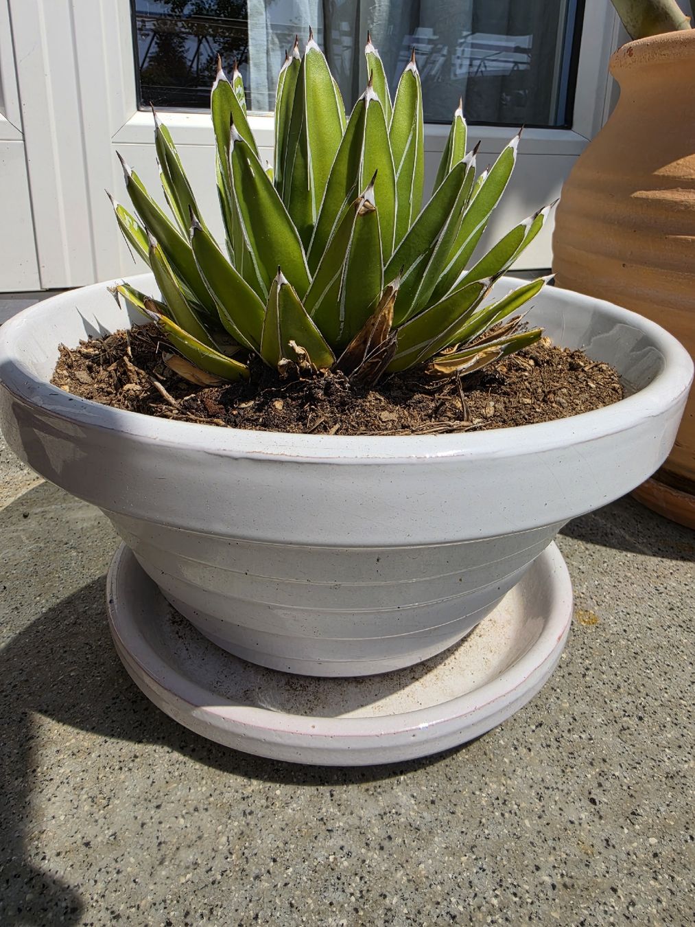 Pflanzen & Samen: Agave – Gebraucht aus Jegenstorf von matrix2012 2