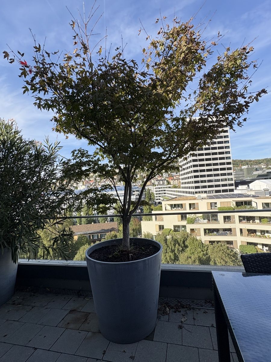 Pflanzen & Samen: Grosser Fächerahorn mit Topf  – Gebraucht aus Zürich von seb_8rsb 1