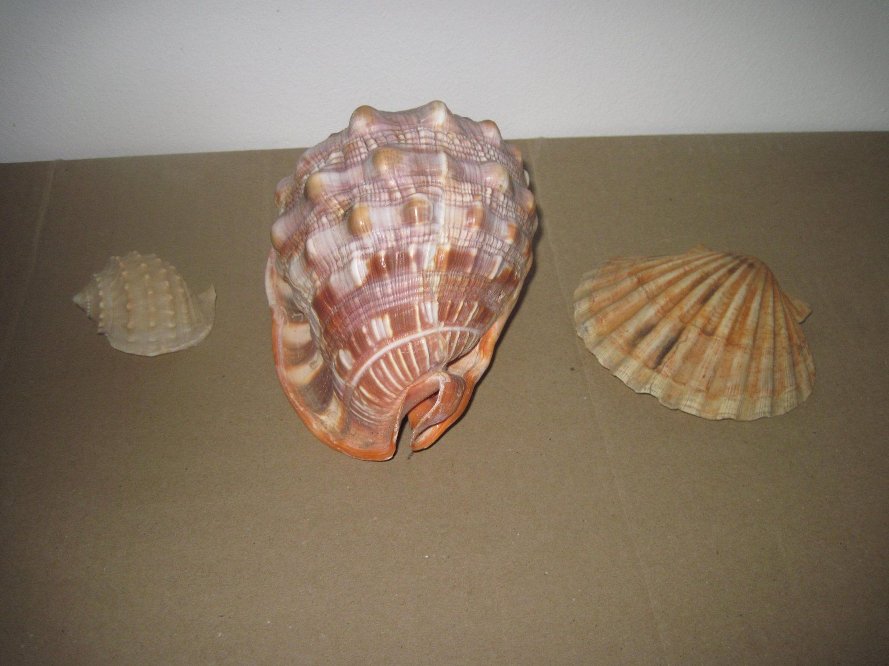 Fossili: Meeresmuscheln – Usato da Weinfelden venduto da Frosch467