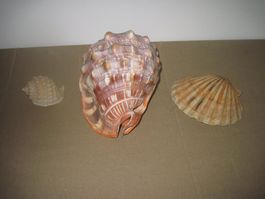 Meeresmuscheln