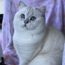 Profile image of fai_bmd2
