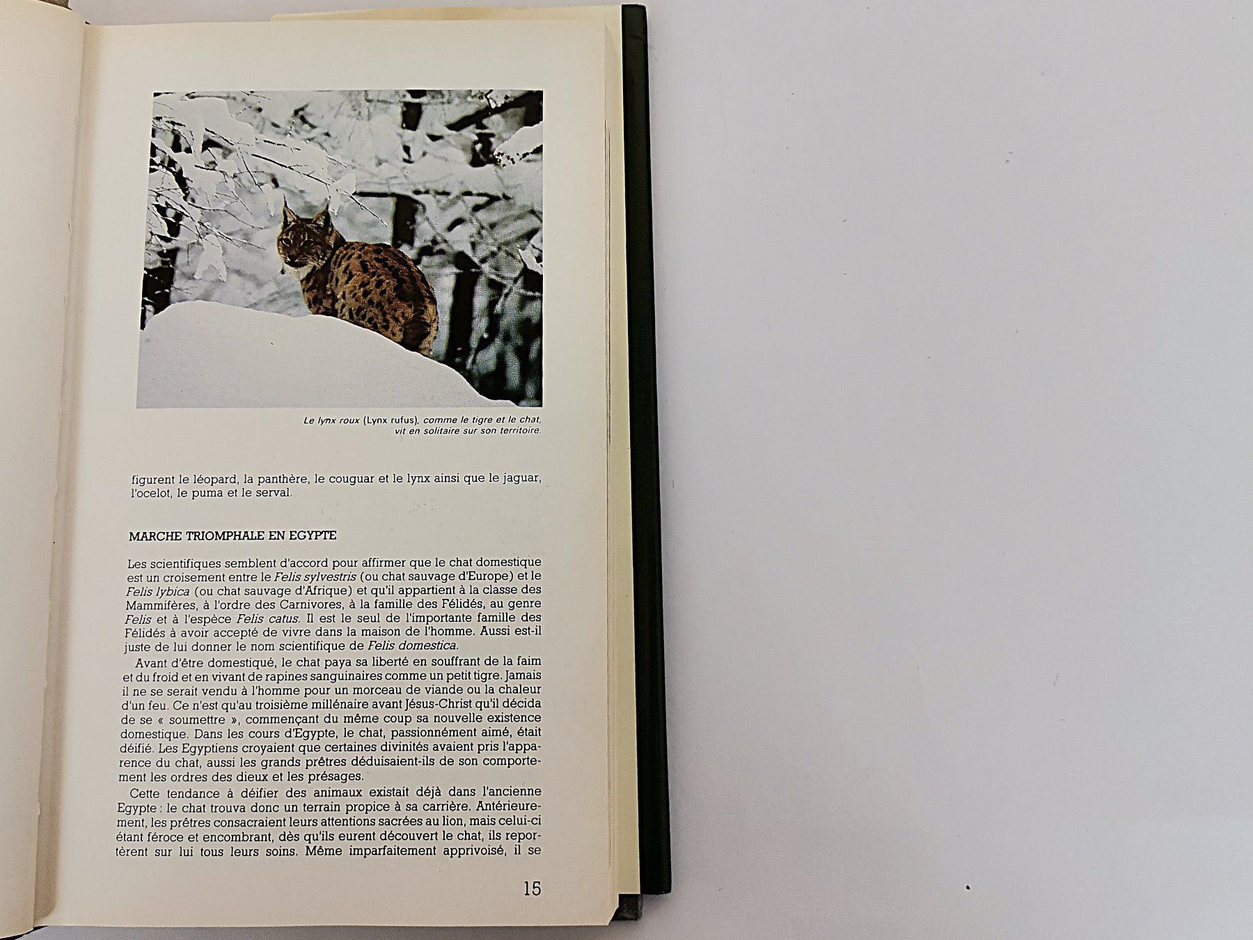 Livres: BUCH  les chats – D'occasion à Schaffhausen par Restwert_SH 6