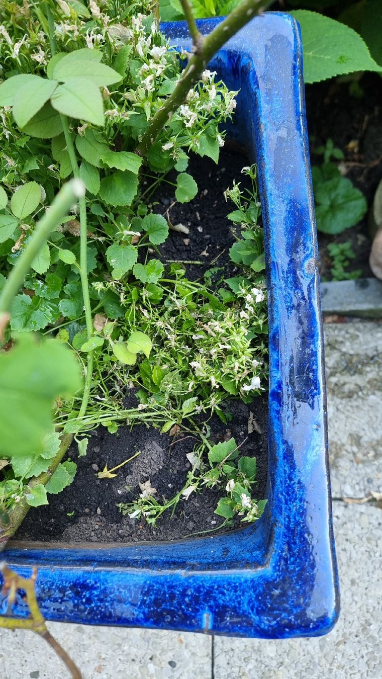 Vasi per fiori: Keramiktopf dunkelblau – Usato da Twann venduto da MW51 3
