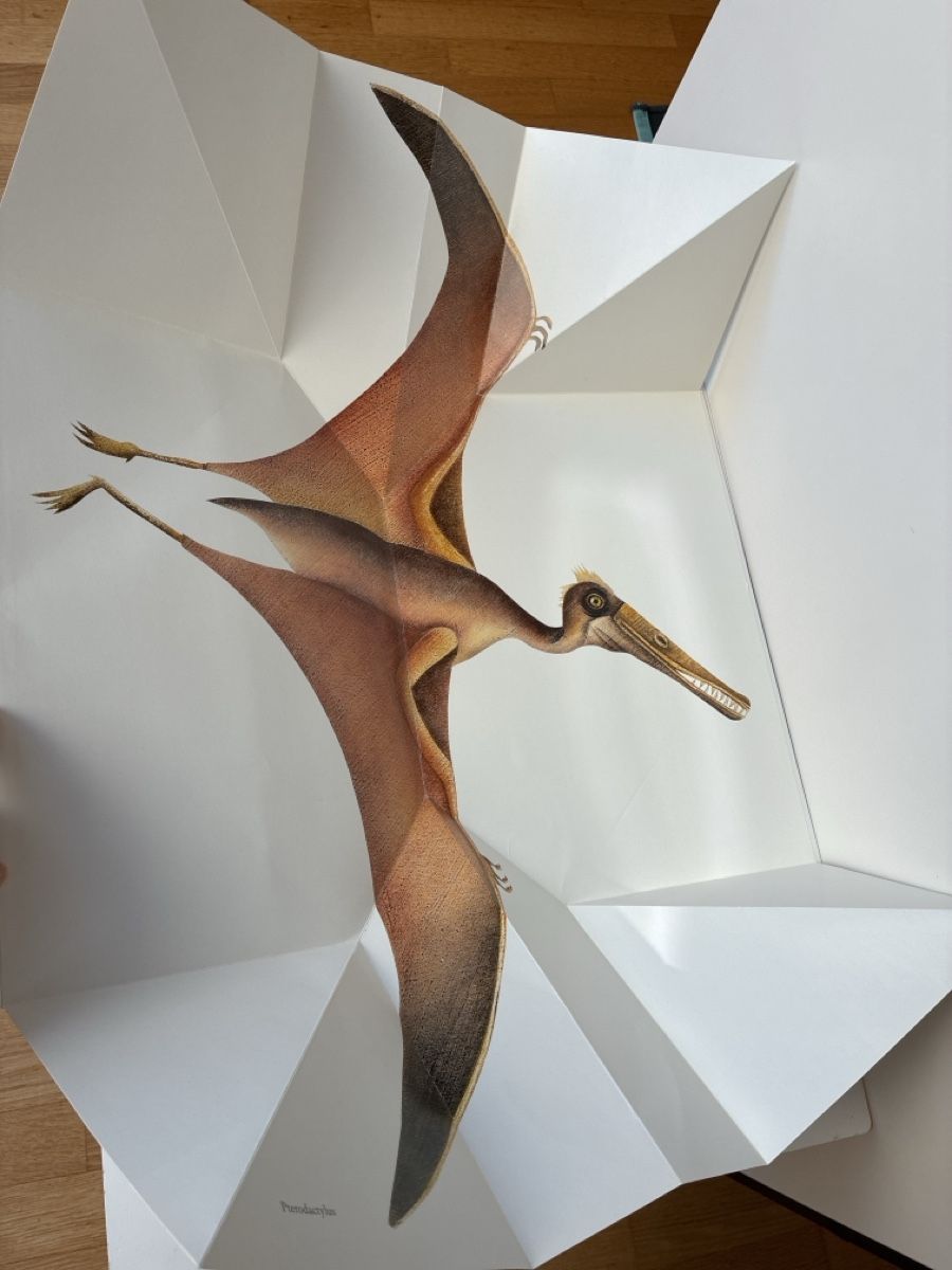 Libri: Dinosaur Picture Book – Usato da Lucens venduto da metaD 2