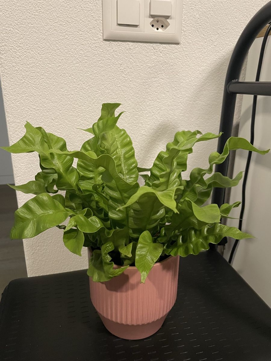 Piante & sementi: Asplenium nidus, cute plant with pot – Usato da Uster venduto da momogarden 1