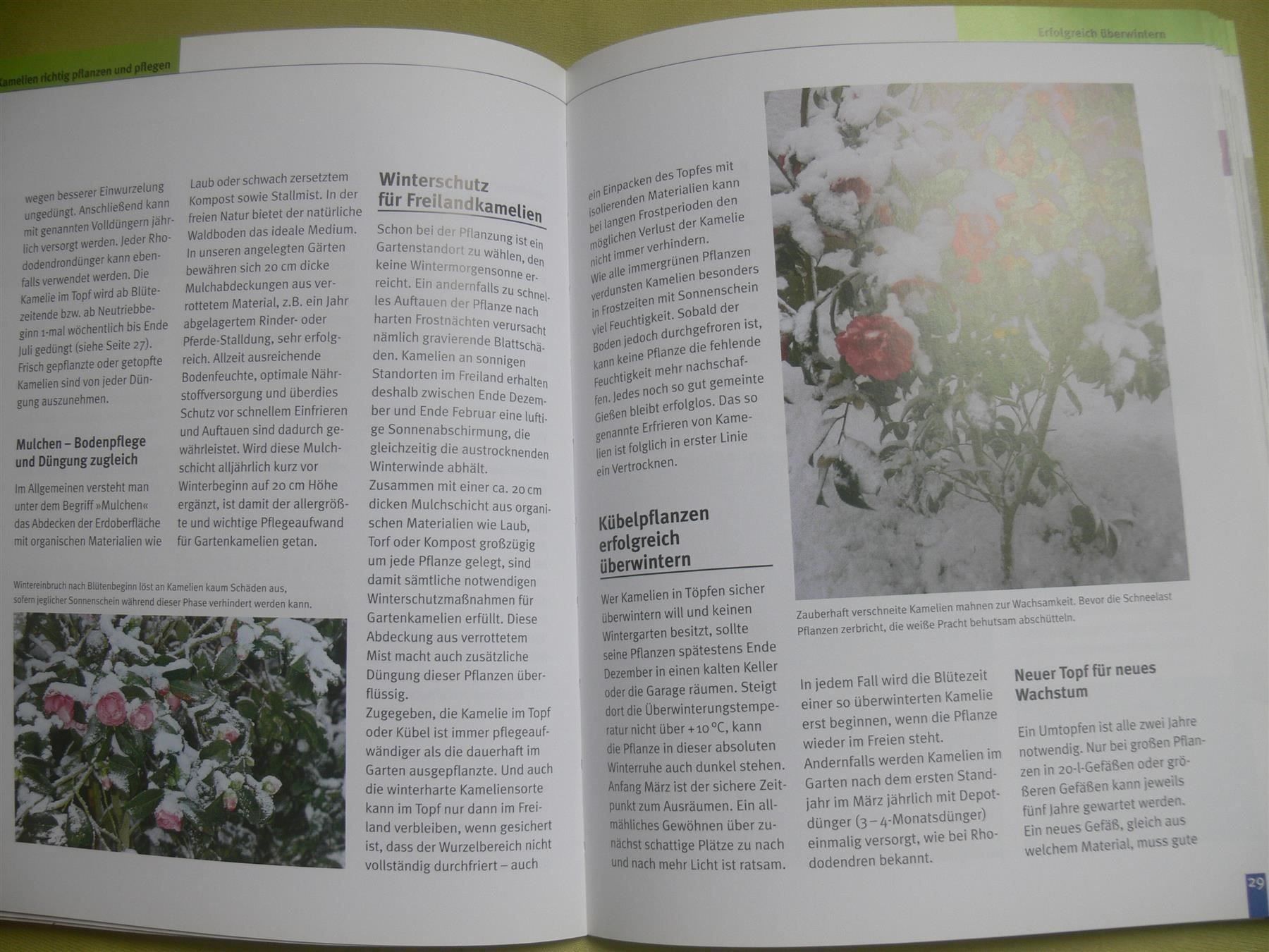 Libri: Kamelien / blv 2005 -Peter Fischer - Die schönsten Sorten .. – Usato da Muttenz venduto da Negnuja 1