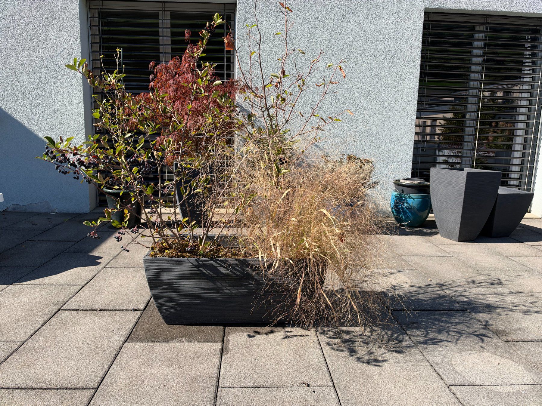 Piante & sementi: Apfelbeere + Hirse – Usato da Root venduto da calmchris 1