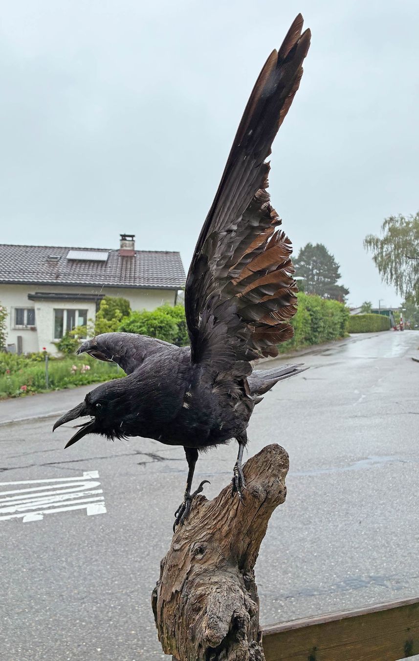 Il mondo degli animali: Alter Rabe – Usato da Bäretswil venduto da robsonantik