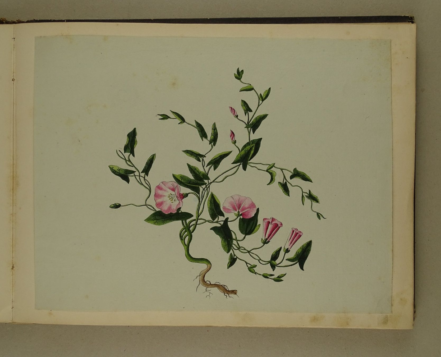 Libri: ALBUM MIT EINGEKLEBTEN BLUMENLITHOGRAPHIEN, BIEDERMEIER – Usato da Grüningen venduto da Kartensammler 4
