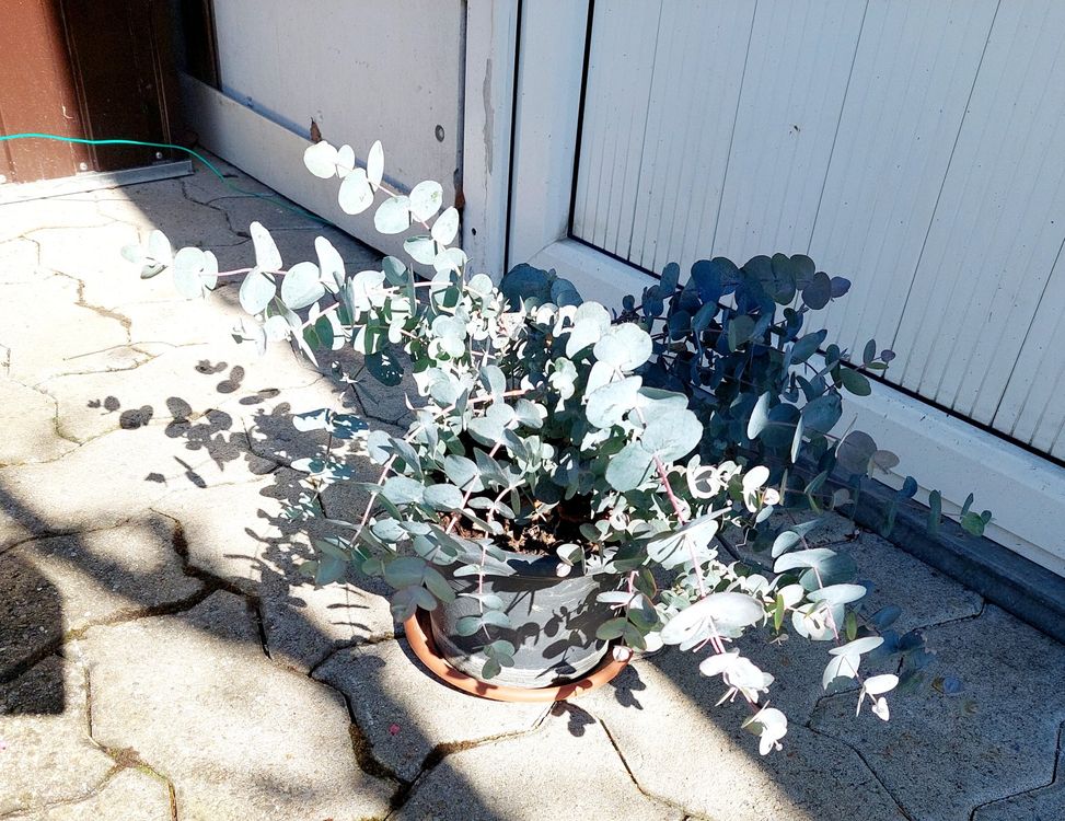 Eukalyptus Pflanze Kaufen auf Ricardo