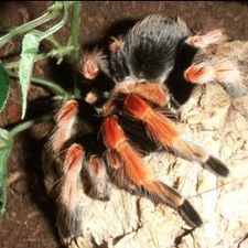 Profile image of martiniwolke
