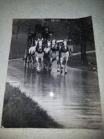 Alte Fotografie mit Pferdegespann, Rarität, s/w, top!