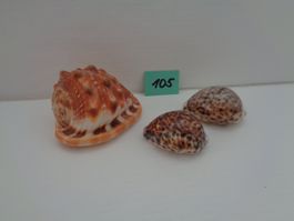 3 Meeresmuscheln - 1 Wanbao Conch - 2 Tigermuscheln