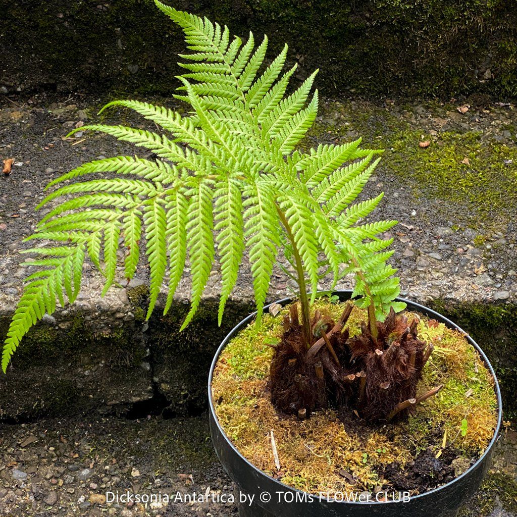 Piante & sementi: Dicksonia Antartica / Baumfarn - starker Doppelstamm – Nuovo e nell'imballaggio originale da Adliswil venduto da TAKEYOURPLANT 1