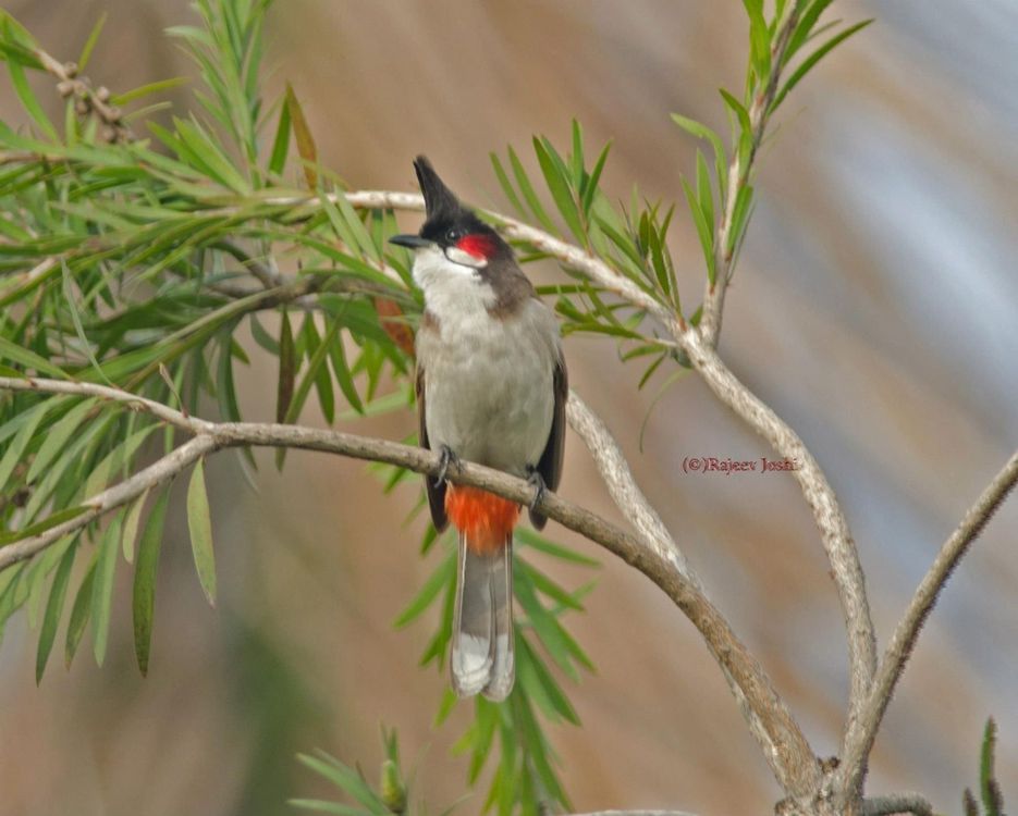 Nikon 55-300mm F/4.5-5.6 DX | Acheter sur Ricardo