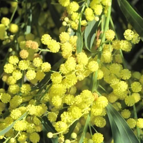 Piante & sementi: Mimosa des 4 saisons  20-30cm – Nuovo (secondo la descrizione) da Bremblens venduto da FIBONACCI369